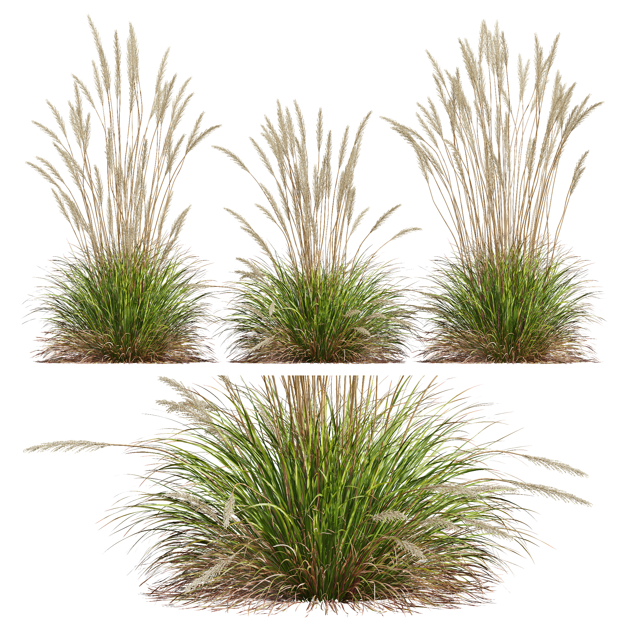 HQ Plants Calamagrostis Acutiflora Karl Foerster